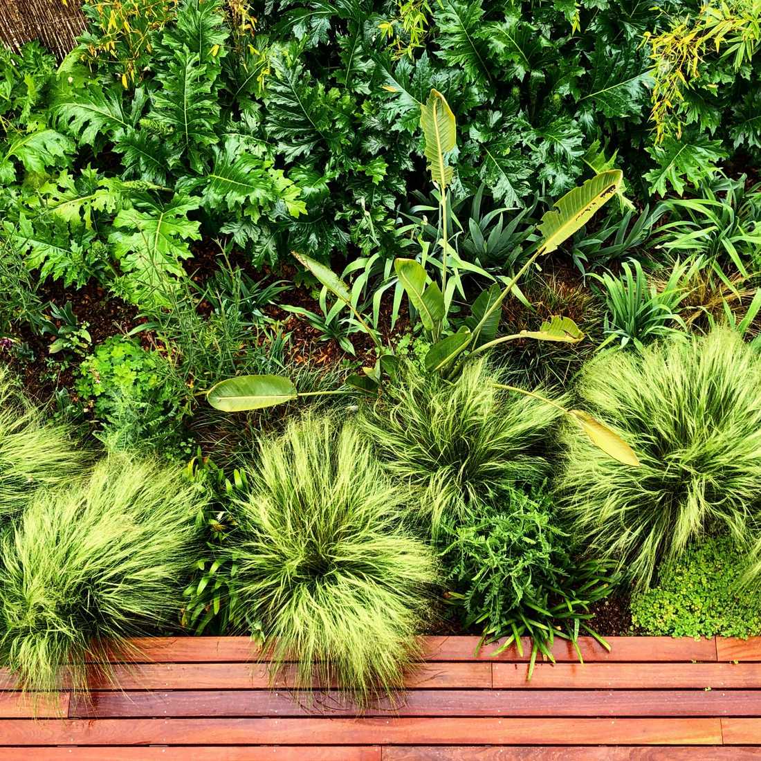 Végétation luxuriante dans le petit jardin d'une maison de ville à Toulouse