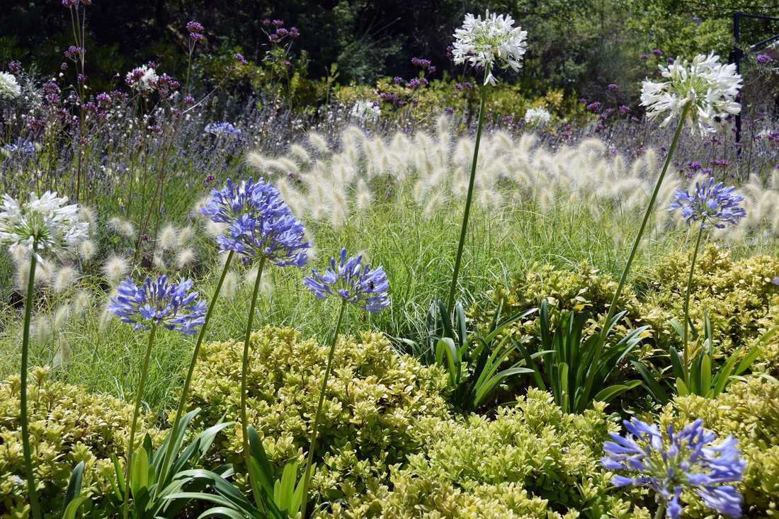 Fleurs et floraisons méditerrannéenes aménaagé par un concepteur paysagiste à Toulouse